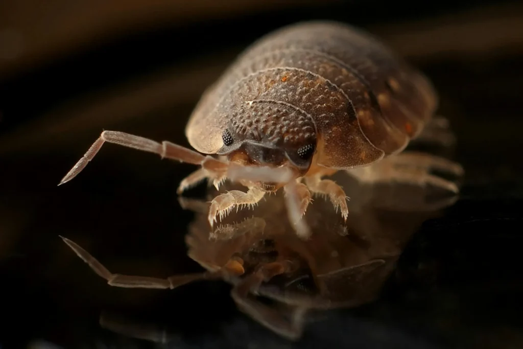 Bed-Bug-Treatment - Pest Control Pros | Belleville, NJ | 862-343-8838